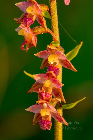  Tumepunane neiuvaip  (Epipactis atrorubens)