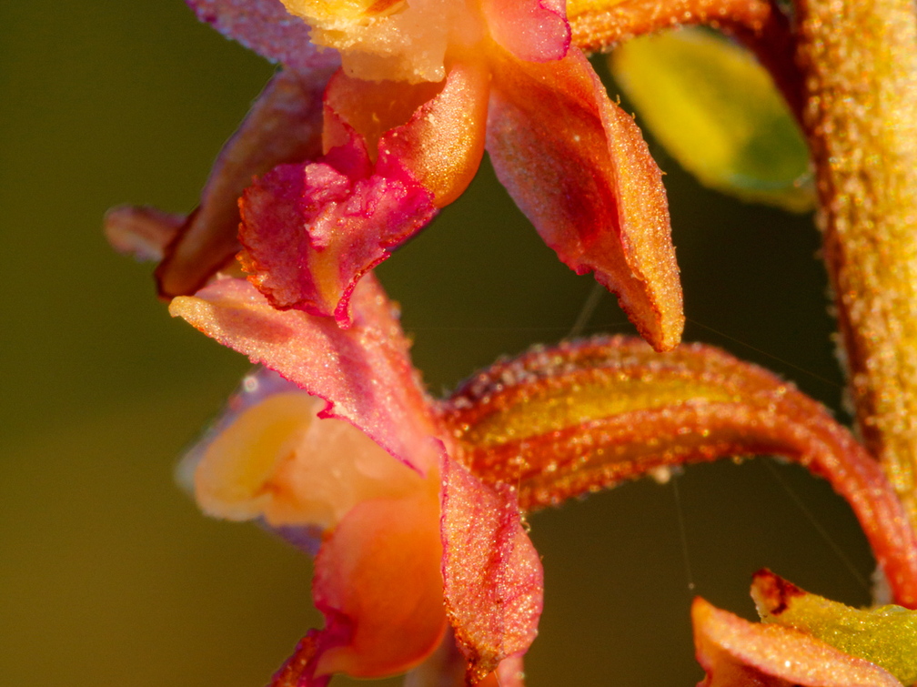  Tumepunane neiuvaip  (Epipactis atrorubens)