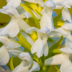 Kahkjaspunane sõrmkäpp albiino(Dactylorhiza incarnata)