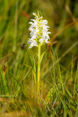 Kahkjaspunane sõrmkäpp albiino(Dactylorhiza incarnata)