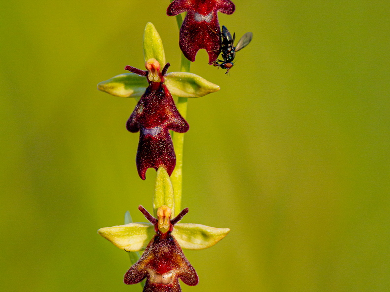 Kärbesõis (Ophrys insectifera)