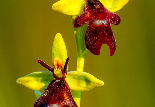  Kärbesõis (Ophrys insectifera)