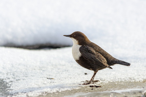 Vesipapp (Cinclus cinclus, tuntud ka kui papiisand)