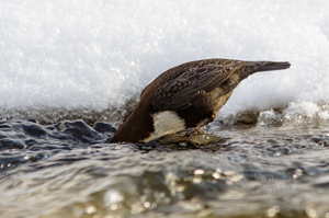 Kas vee all on midagi head süüa?