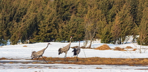  Esimesed sookured (Grus grus)