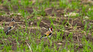  Ohakalind (Carduelis carduelis)