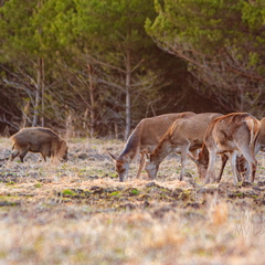 Hirved koos metssigadega söömas
