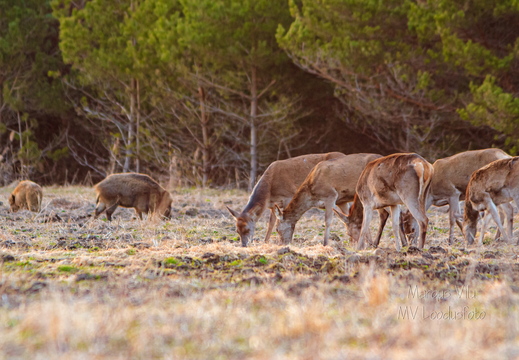Hirved koos metssigadega söömas