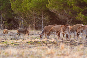 Hirved koos metssigadega söömas