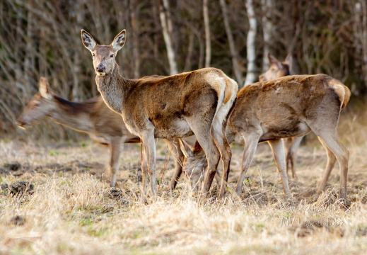 Punahirv (Cervus elaphus)