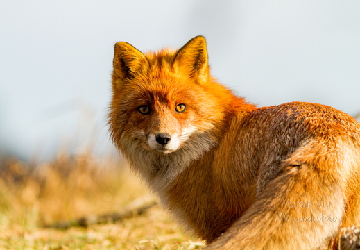 Rebane ehk punarebane (Vulpes vulpes)
