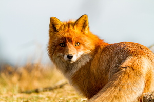 Rebane ehk punarebane (Vulpes vulpes)