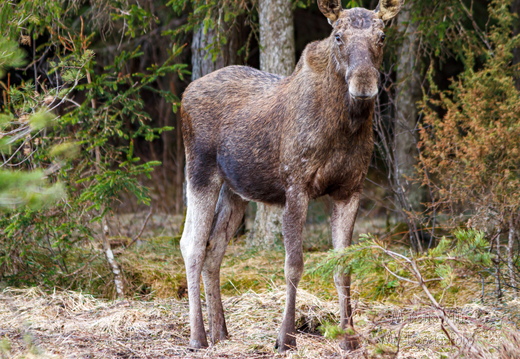  Põder (Alces alces) vaatab minu poole