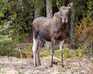  Põder (Alces alces) vaatab minu poole