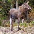  Põder (Alces alces)  vaatab vasakule