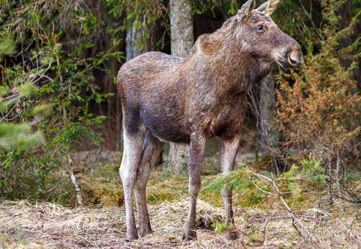  Põder (Alces alces)  vaatab vasakule