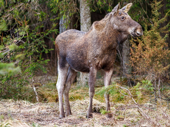  Põder (Alces alces)  vaatab vasakule