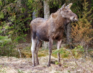 Põder (Alces alces)  vaatab vasakule