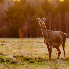  Punahirv (Cervus elaphus)