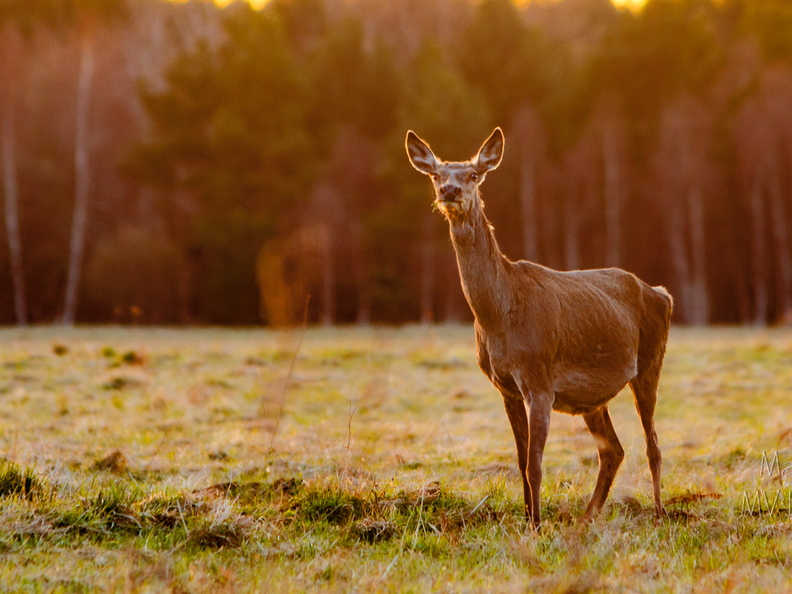  Punahirv (Cervus elaphus)