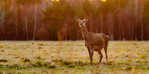  Punahirv (Cervus elaphus)