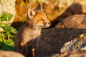  Rebasepoeg päikeseloojangut nautimas