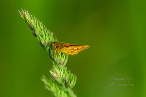 Liblikas heinal. Punnpealased, päevaliblikad