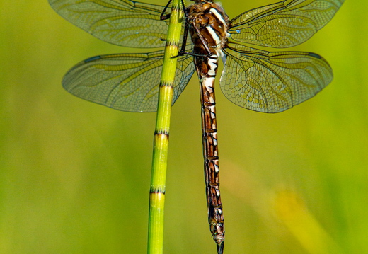  Tondihobulased (Aeshnidae), kiil