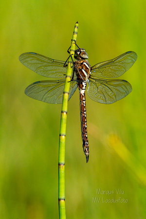  Tondihobulased (Aeshnidae), kiil