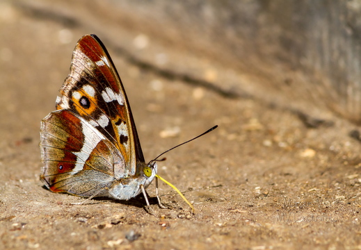  Kiirgliblikas (Apatura F.)