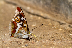  Kiirgliblikas (Apatura F.)