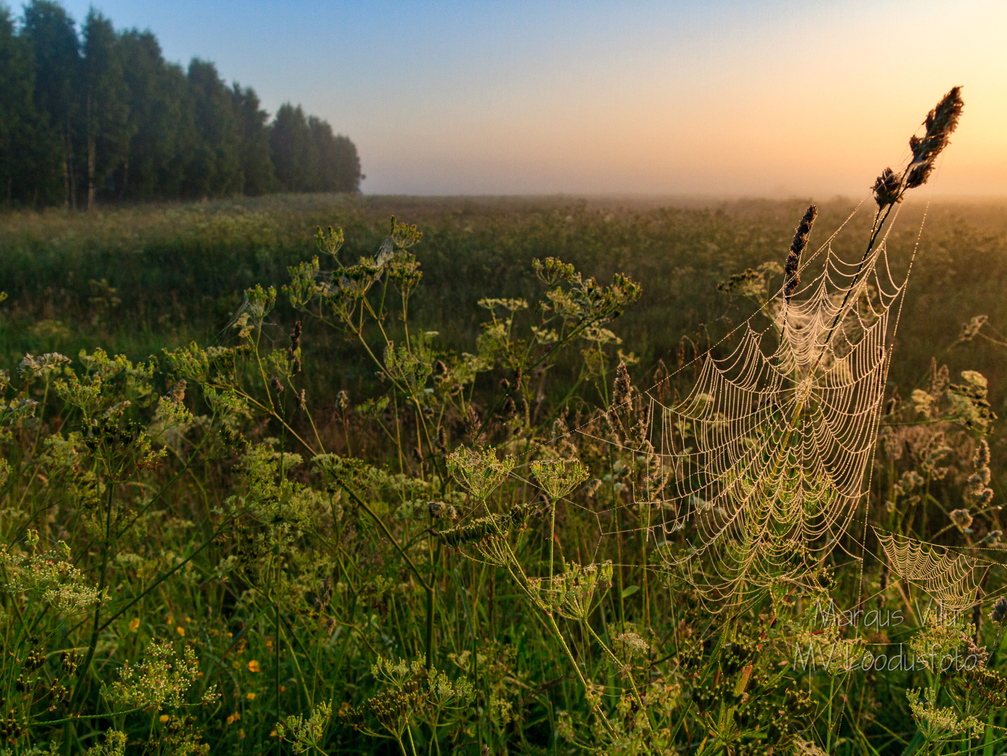  Ämblikuvõrk hommikuses udus