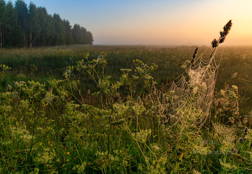  Ämblikuvõrk hommikuses udus