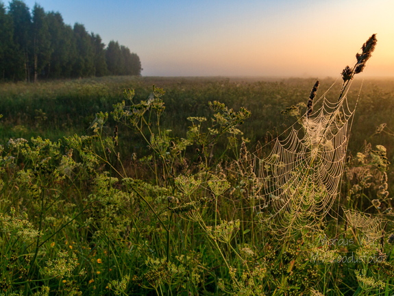  Ämblikuvõrk hommikuses udus
