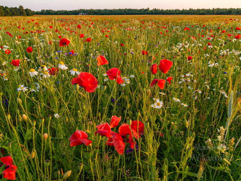  Viljapõld moonidega või vastupidi