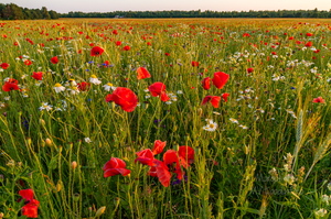  Viljapõld moonidega või vastupidi