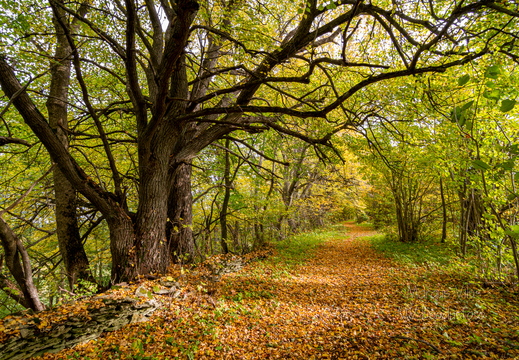  Sügisene metsatee väärikate puude all