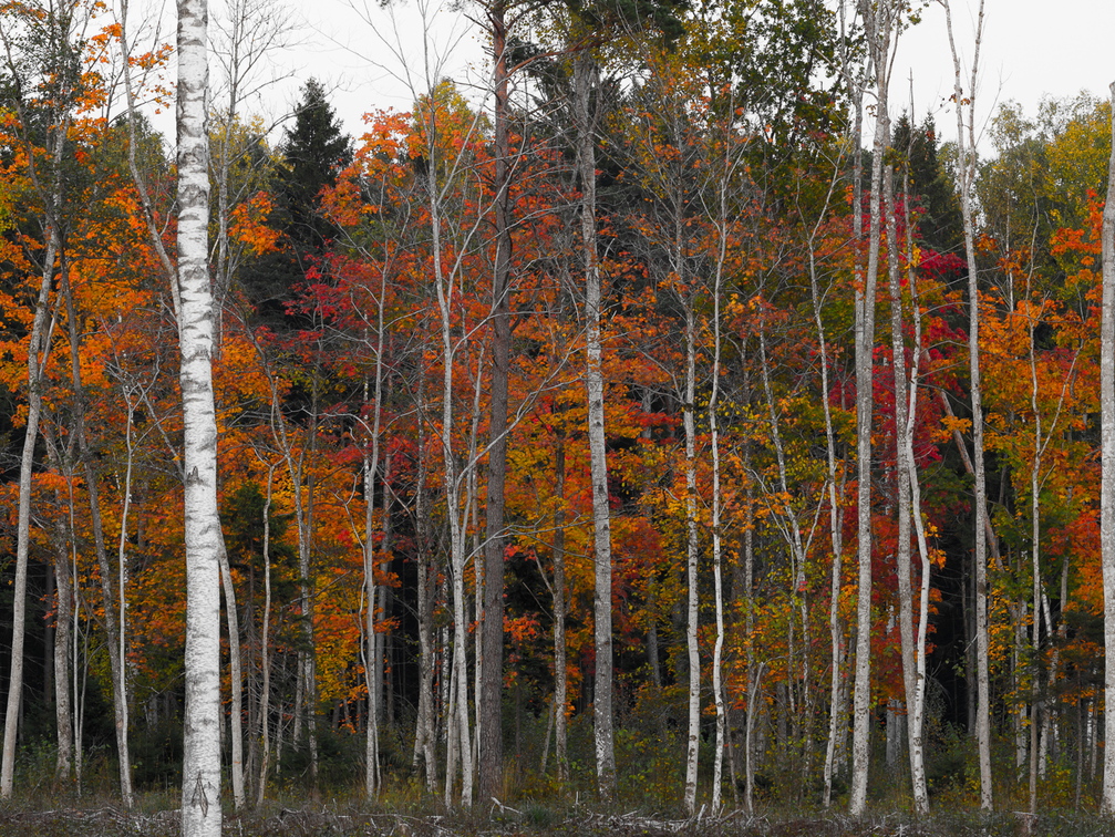  Sügisvärvides puud metsa serval