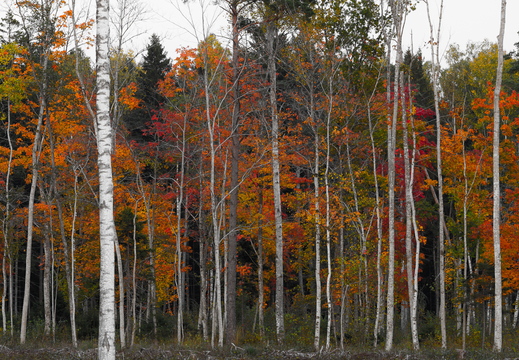  Sügisvärvides puud metsa serval