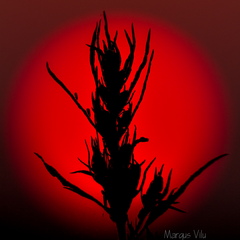  Kõrreline punases päikesekettas