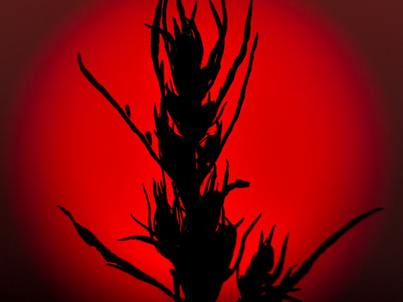  Kõrreline punases päikesekettas