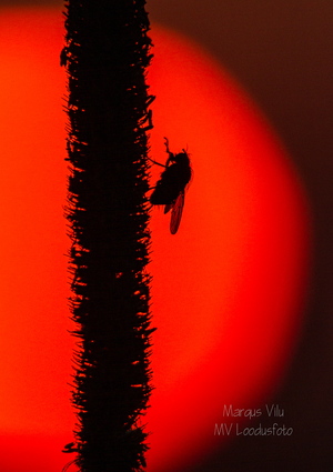  Kärbes kõrrel päikestõusu nautimas
