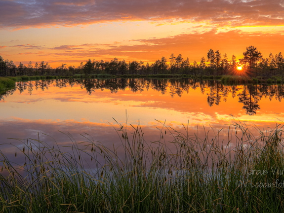 Päikeseloojang lauka serval.