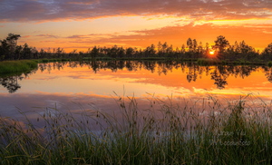 Päikeseloojang lauka serval.