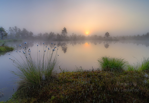 Päikese tõus nautimine rabalauka serval