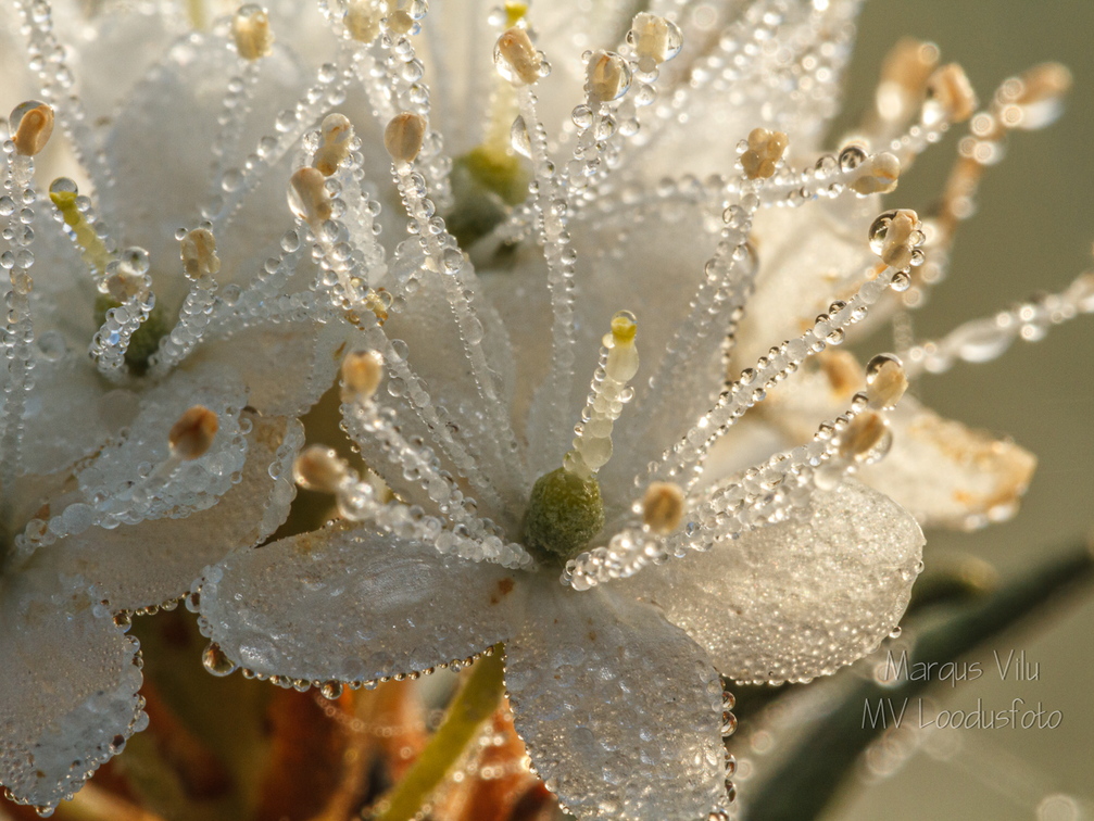  Saaokailu õied kastes