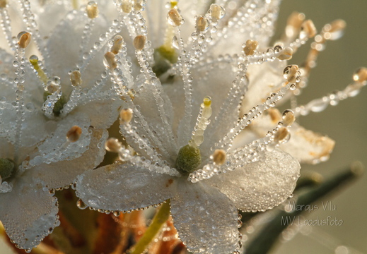  Saaokailu õied kastes
