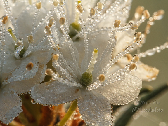  Saaokailu õied kastes
