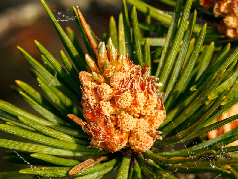  Mänd "õitseb" Kollased isakäebid.