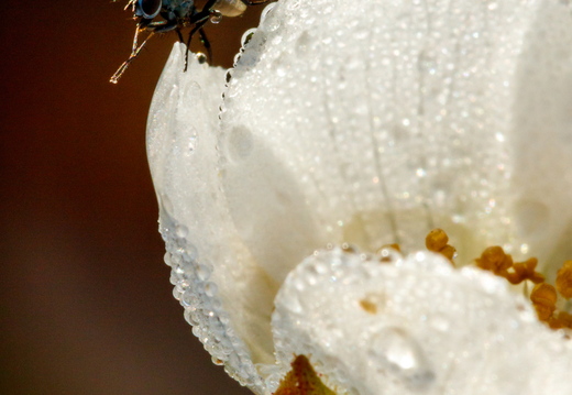  Kärbes päeva alustamas